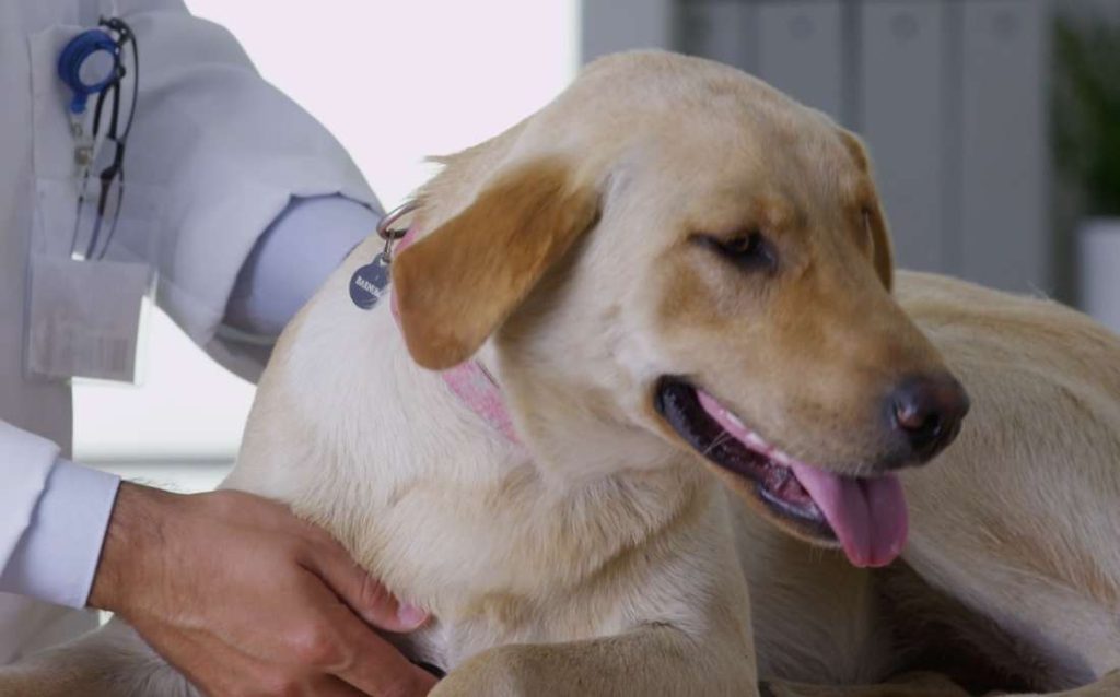 Veterinary API